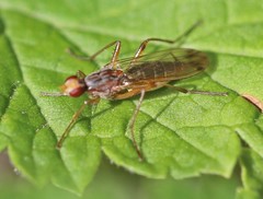 Norellia