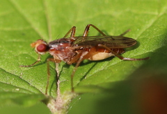 Norellia