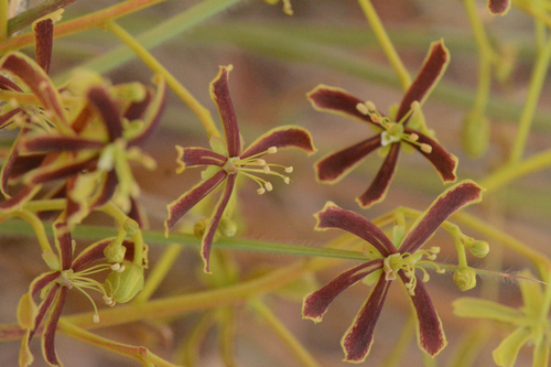 Magonia pubescens