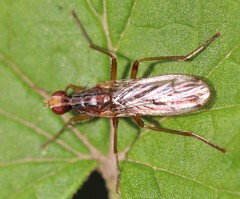Norellia