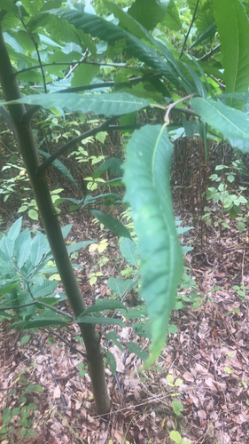 Sweet Chestnut