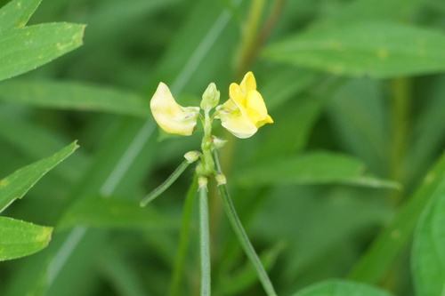 Vigna angularis, photograph 6