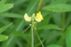 Vigna angularis, photograph (c) WATANABE Hitoshi 渡辺仁, some rights reserved (CC BY)