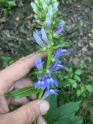 great blue lobelia