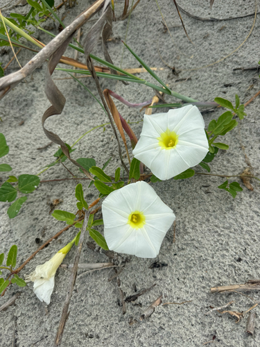 Ipomoea imperati, photograph 6