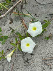 Ipomoea imperati, photograph (c) Shelby Lyn Sanders, some rights reserved (CC BY)