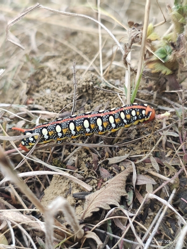 Leafy Spurge Hawkmoth