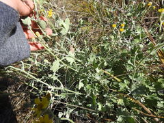 Cineraria austrotransvaalensis