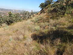 Cineraria austrotransvaalensis