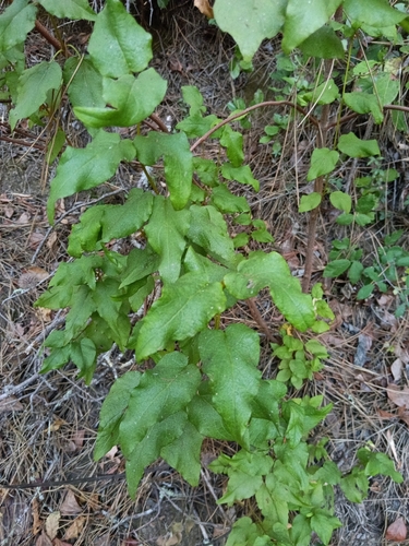Cistus populifolius, photograph 1