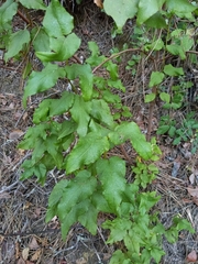 Cistus populifolius
