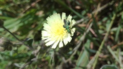 Oedemera nobilis