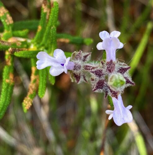 Salvia brandegeei