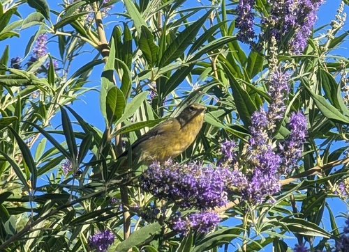 Orange-crowned Warbler
