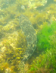 Platycephalus laevigatus