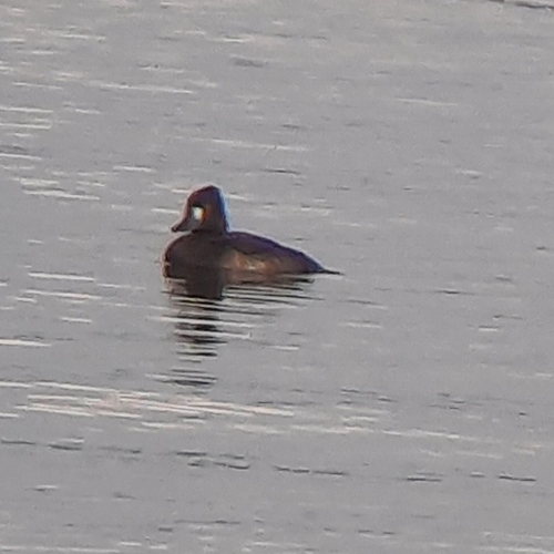 Tufted Duck