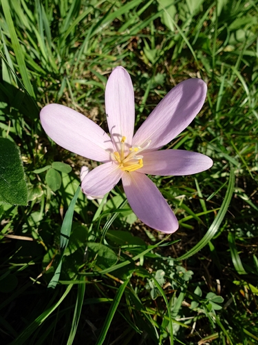 Autumn Crocus