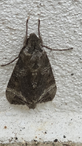 Isognathus australis