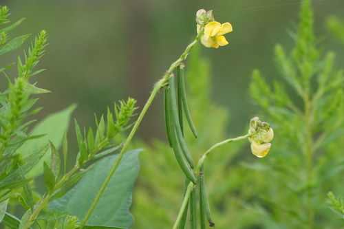 Vigna angularis, photograph 5