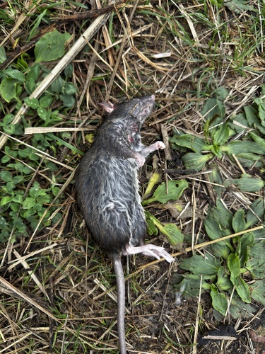 Brown Rat