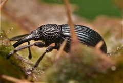 Ceratapion onopordi