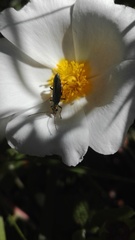 Oedemera nobilis