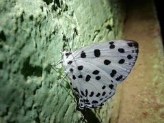 Tajuria maculata