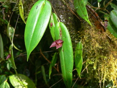 Pleurothallis deflexa