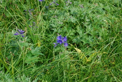 Delphinium brachycentrum