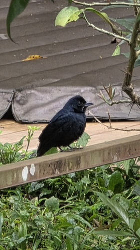 Ruby-crowned Tanager