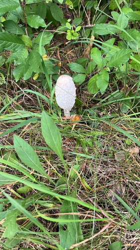 Shaggy Mane