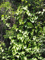 Aristolochia shimadae