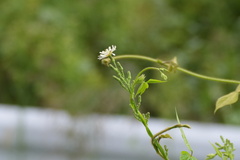 Lactuca indica, photograph (c) WATANABE Hitoshi 渡辺仁, some rights reserved (CC BY)