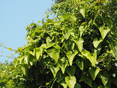Aristolochia shimadae