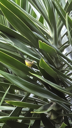 Golden-crowned Warbler