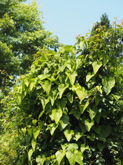 Aristolochia shimadae