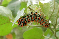 Rothschildia lutea