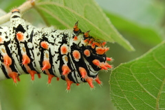 Rothschildia lutea