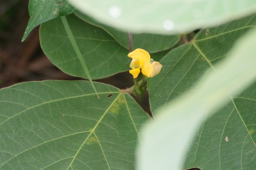 Vigna angularis, photograph 4