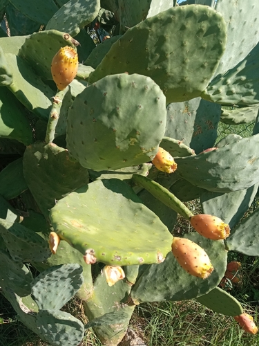 Indian fig opuntia