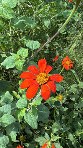 Red Sunflower