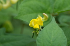 Vigna angularis, photograph (c) WATANABE Hitoshi 渡辺仁, some rights reserved (CC BY)