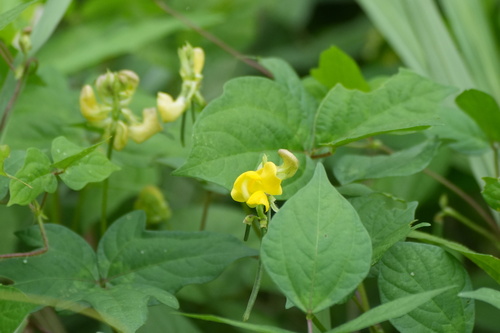 Vigna angularis, photograph 3