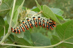 Rothschildia lutea