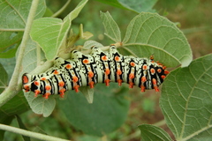 Rothschildia lutea