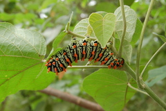 Rothschildia lutea