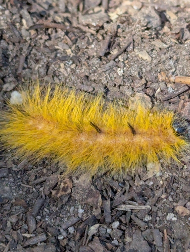 iNaturalist observation photo of Cottonwood Dagger