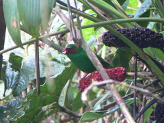 Chlorornis riefferii