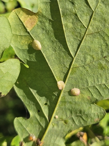 Smooth Spangle Gall Wasp