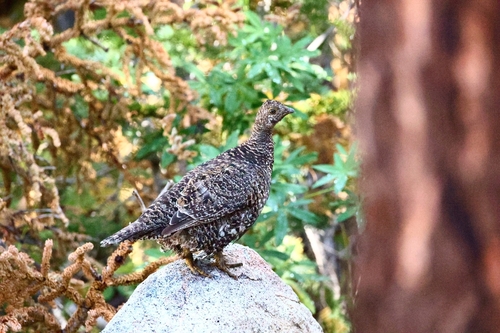 iNaturalist observation photo of Sooty Grouse
